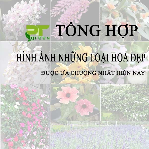 Tổng Hợp 20 Loại Hoa Đẹp Nhất | Hình Ảnh hoa đẹp chọn lọc
